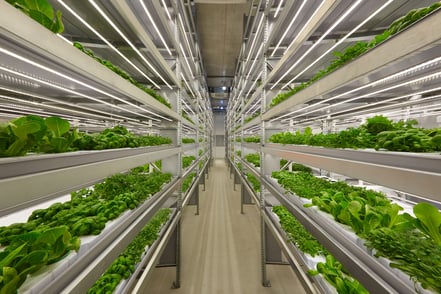 Maximizing Space: The Rise of Vertical and Space-Efficient Gardening Techniques