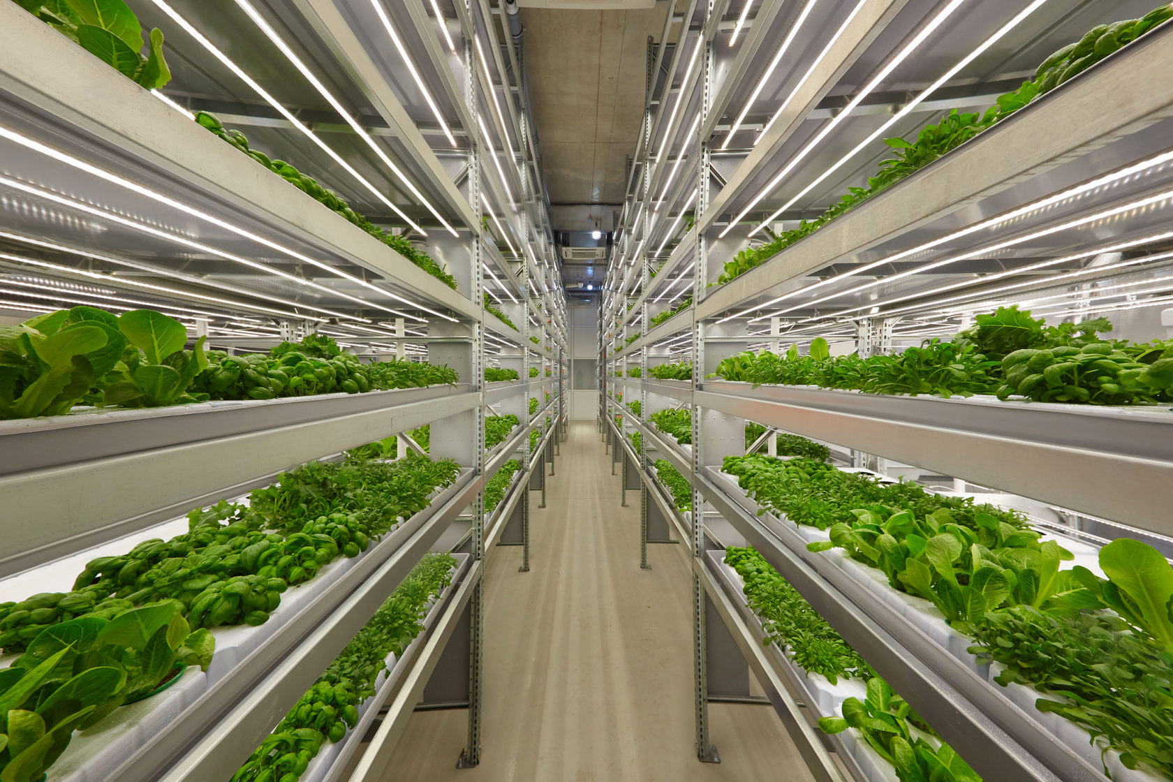 vertical gardening